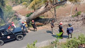 Evakuasi pohon tumbang