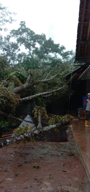 Pohon Tumbang