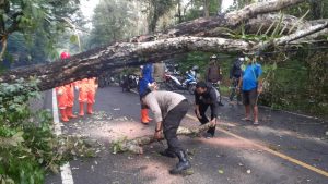 Pohon Walikukun Tumbang
