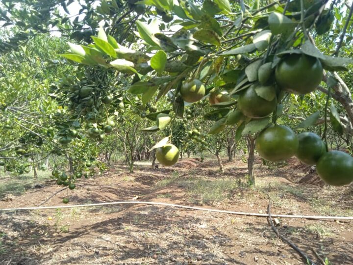 Kebun Buah Jeruk