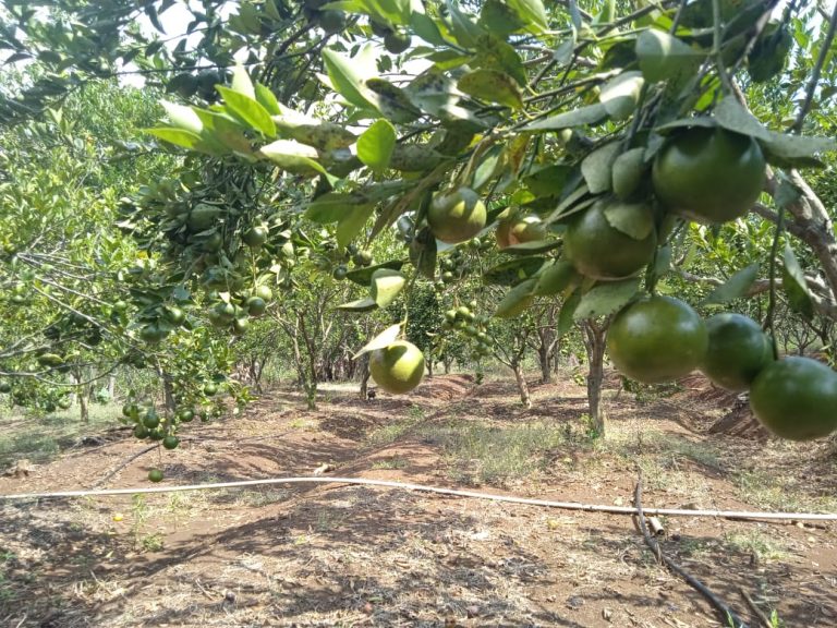 Kebun Buah Jeruk
