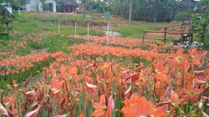 Kebun Amarilis