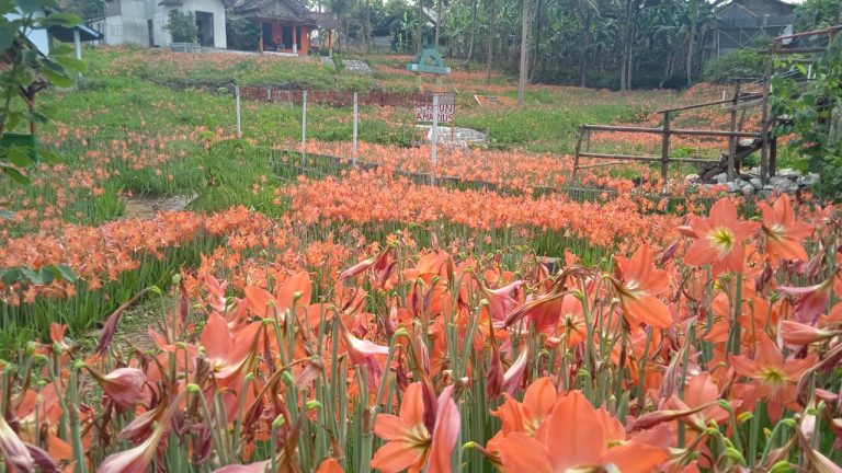 Kebun Amarilis