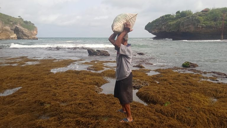Pencari Rumput Laut
