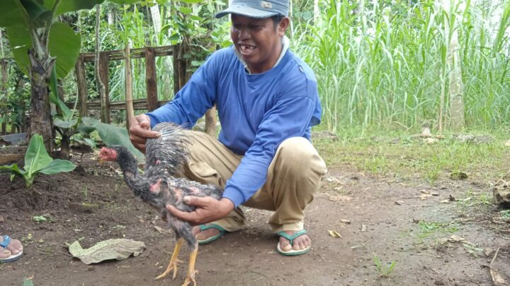 Ayam Berdayap Satu