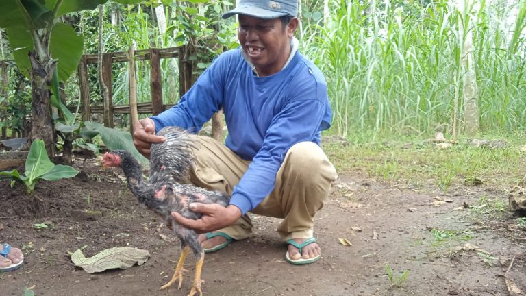 Ayam Berdayap Satu