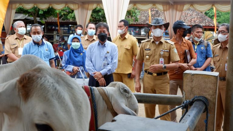Panen Pedet Si Komandan