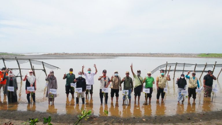 Penanaman Mangrove