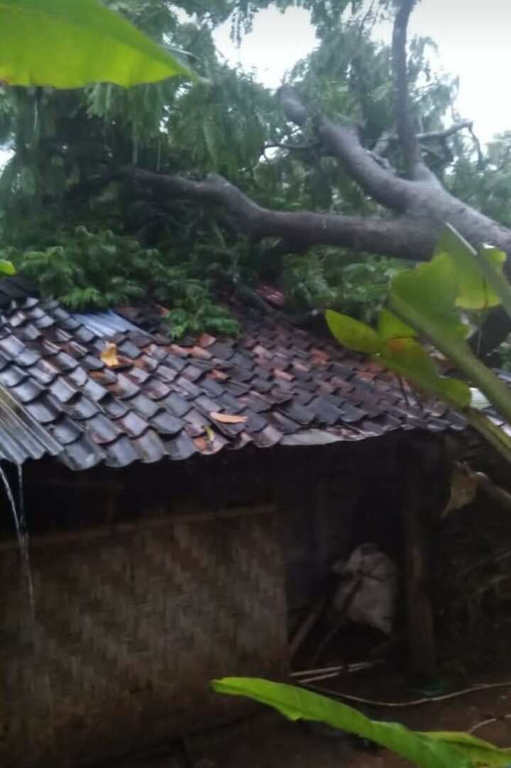 Rumah Tertimpa Pohon