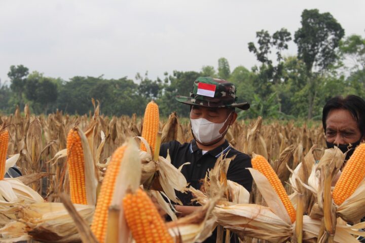 Panen Jagung Bupati Gunungkidul