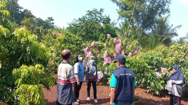 Kebun Kelengkeng Sumanto