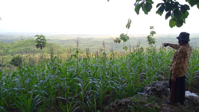 Ladang Jagung