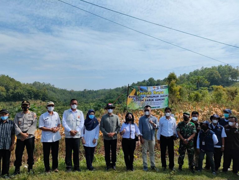 Panen Raya Budidaya Tanaman Jagung Sistem Sabuk Gunung bersama Bupati Sunaryanta
