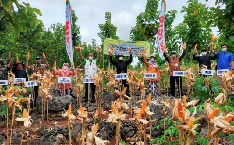 Panen Raya Budidaya Tanaman Jagung Sistem Sabuk Gunung Di Monggol Saptosari
