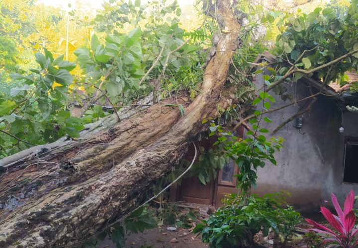 Pohon Raksasa Berusia Ratusan Tahun Tumbang Timpa Rumah Warga Di Rongkop