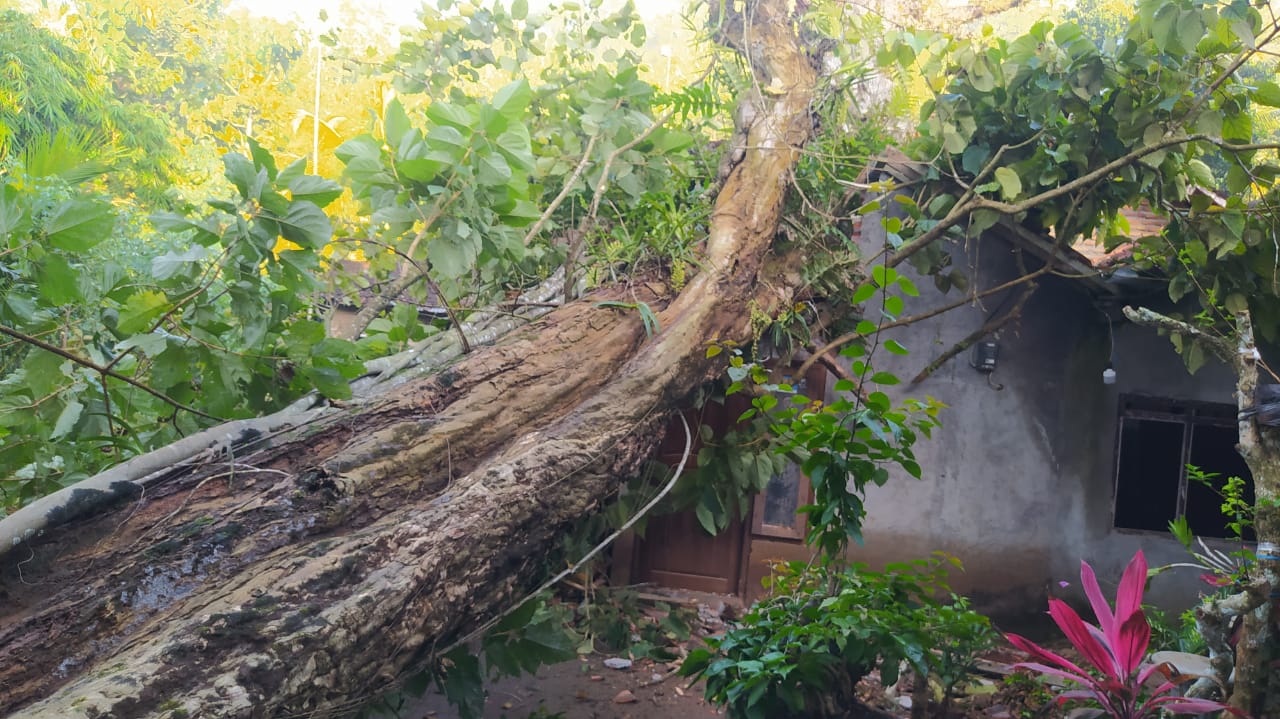 Pohon Raksasa Berusia Ratusan Tahun Tumbang Timpa Rumah Warga Di Rongkop