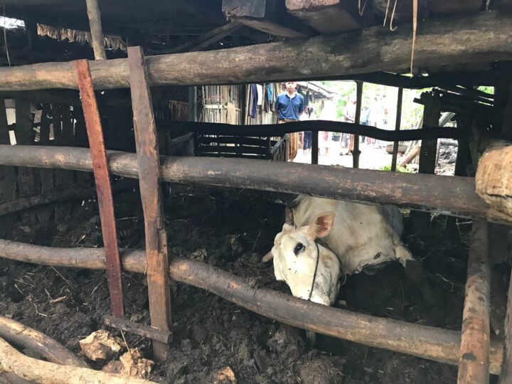 Sapi Milik Warga Jetis Mati Seketika Kena Petir