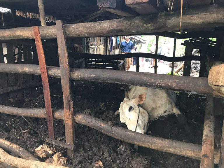 Sapi Milik Warga Jetis Mati Seketika Kena Petir