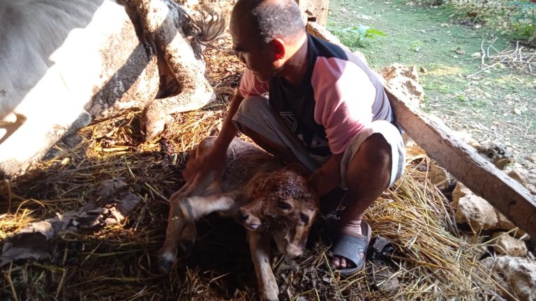 Anakan Sapi Berkepala Dua