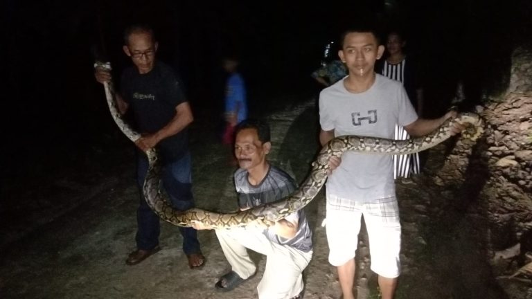 Ular Yang Ditangkap Warga