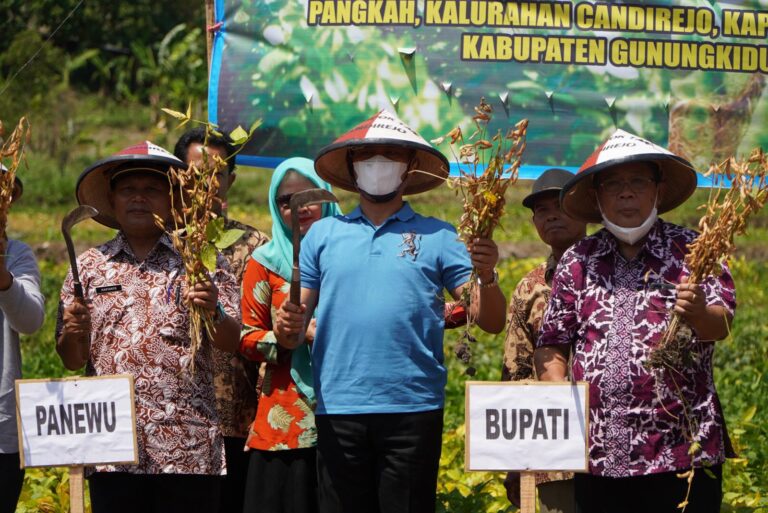 Panen Raya Kedelai Di Candirejo Semin