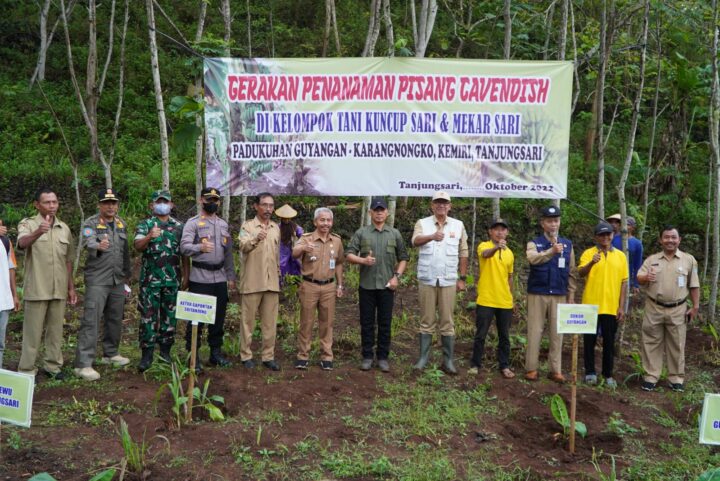 Penanaman Pisang Cavendish Di Tanjungsari