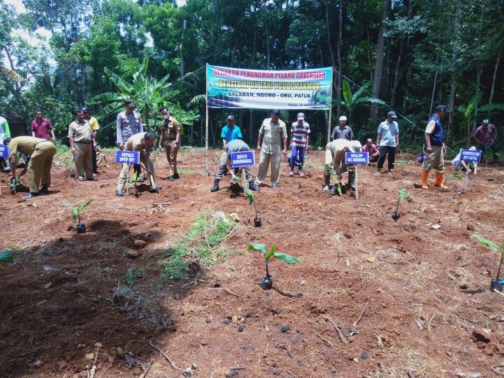 Penanaman Pisang Cavendish