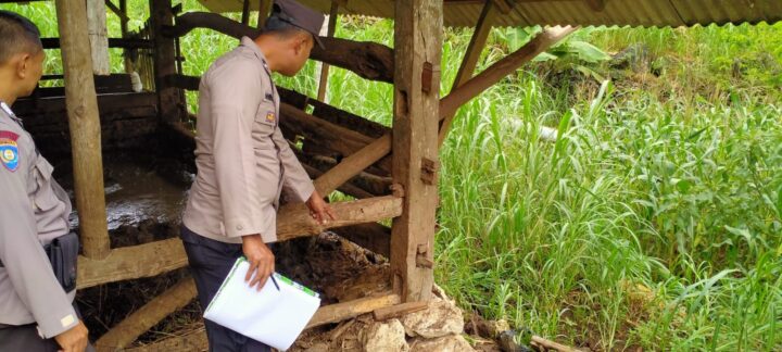 Kandnag Sapi Milik Korban
