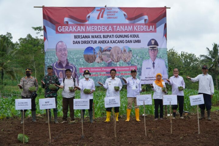 Penanaman Bibit Kedelai