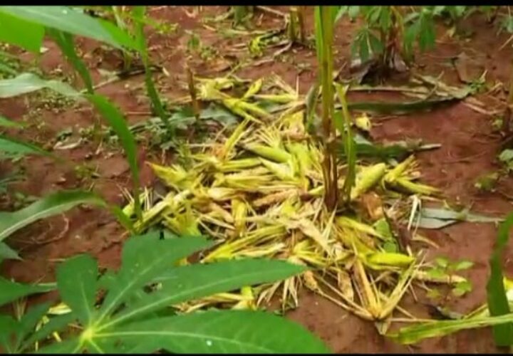 Tanaman Petani Ludes Dimakan Kera
