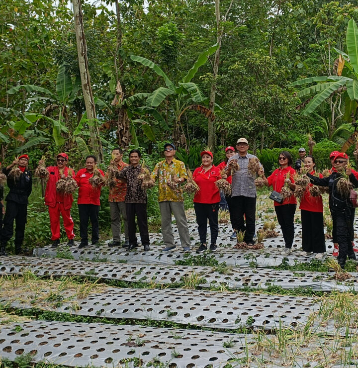 Panen Bawang Merah