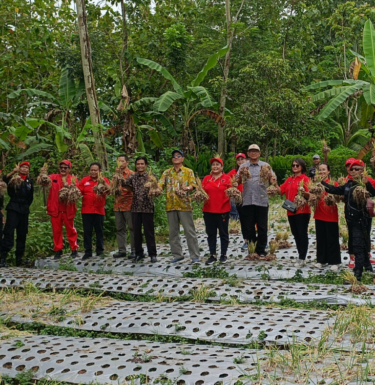Panen Bawang Merah