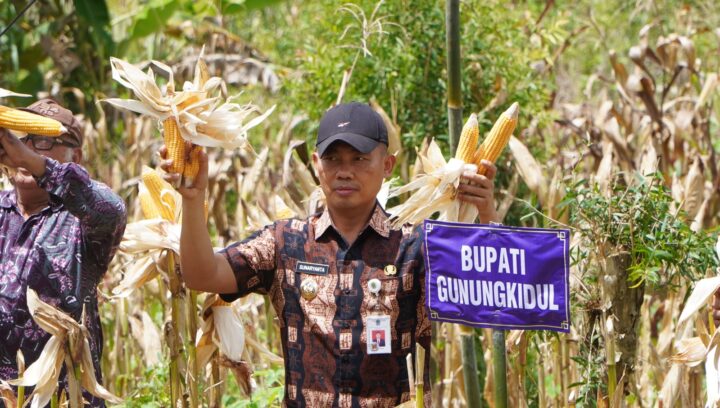 Panen Raya Jagung