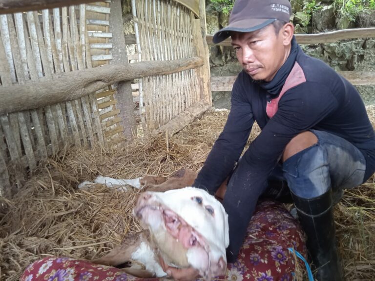 Anakan Sapi Kembar Siam