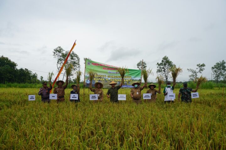 Panen Raya Padi Ciherang