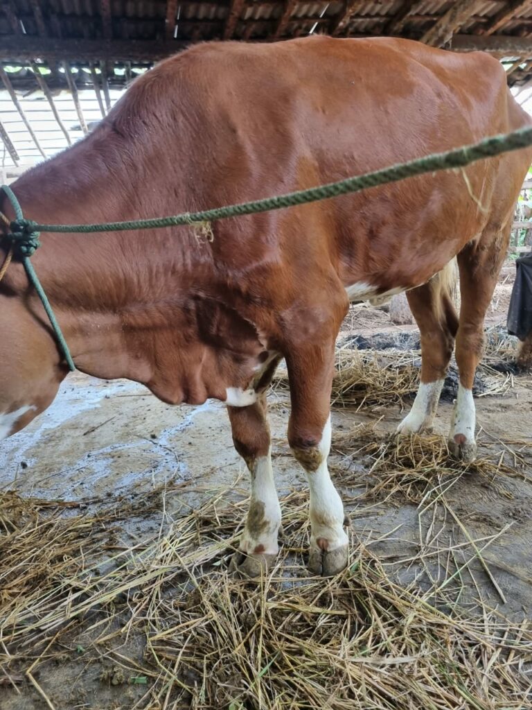 Sapi