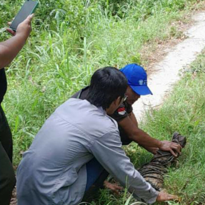 Penangkapan Buaya Muara