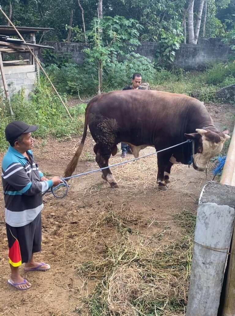 Hewan Qurban Sapi
