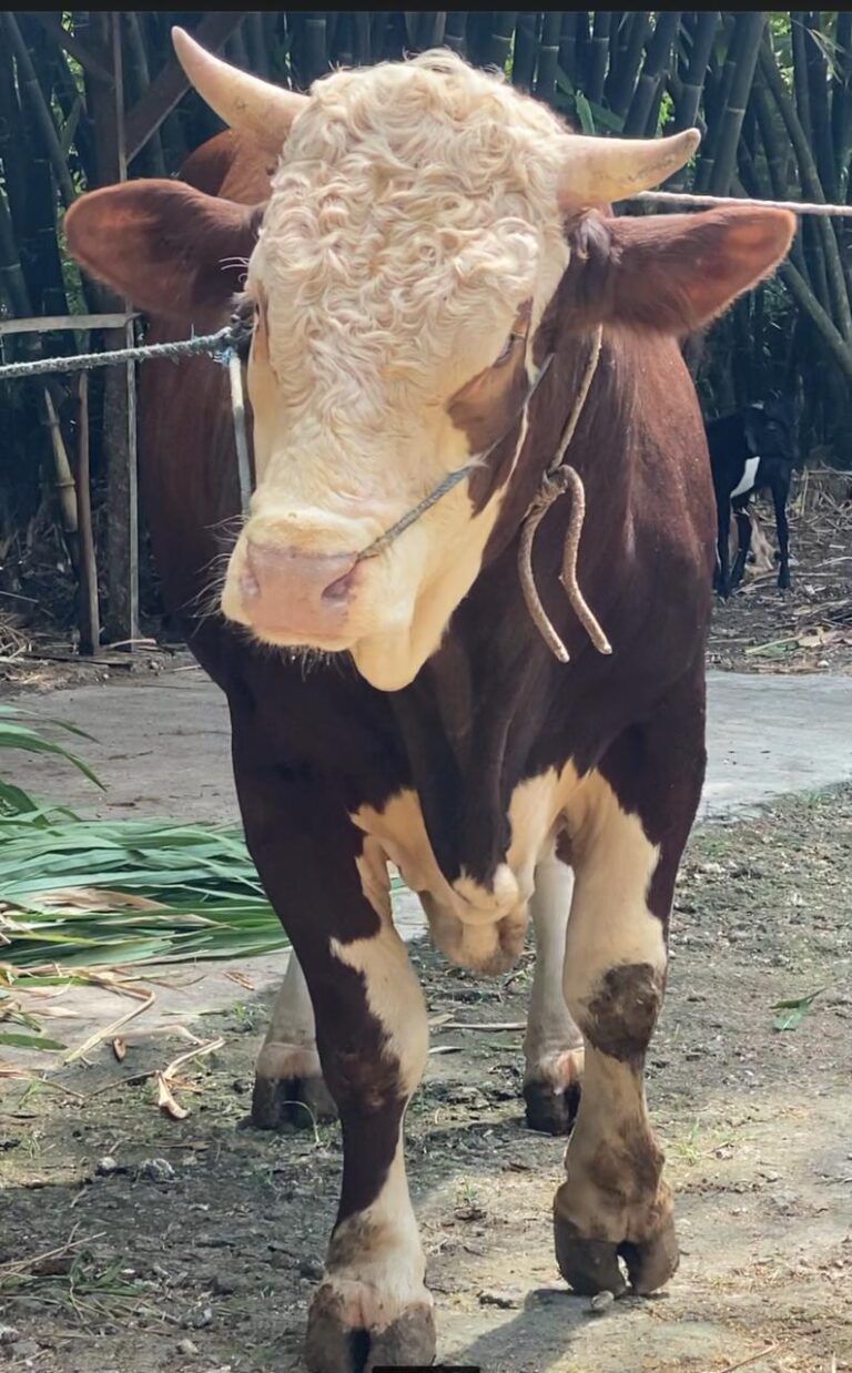 Sapi Qurban Bobot Satu Ton Milik Timbul Suryanto