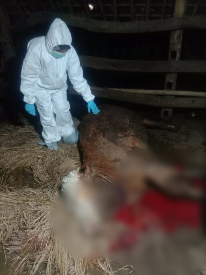 Sapi Mati Mendadak