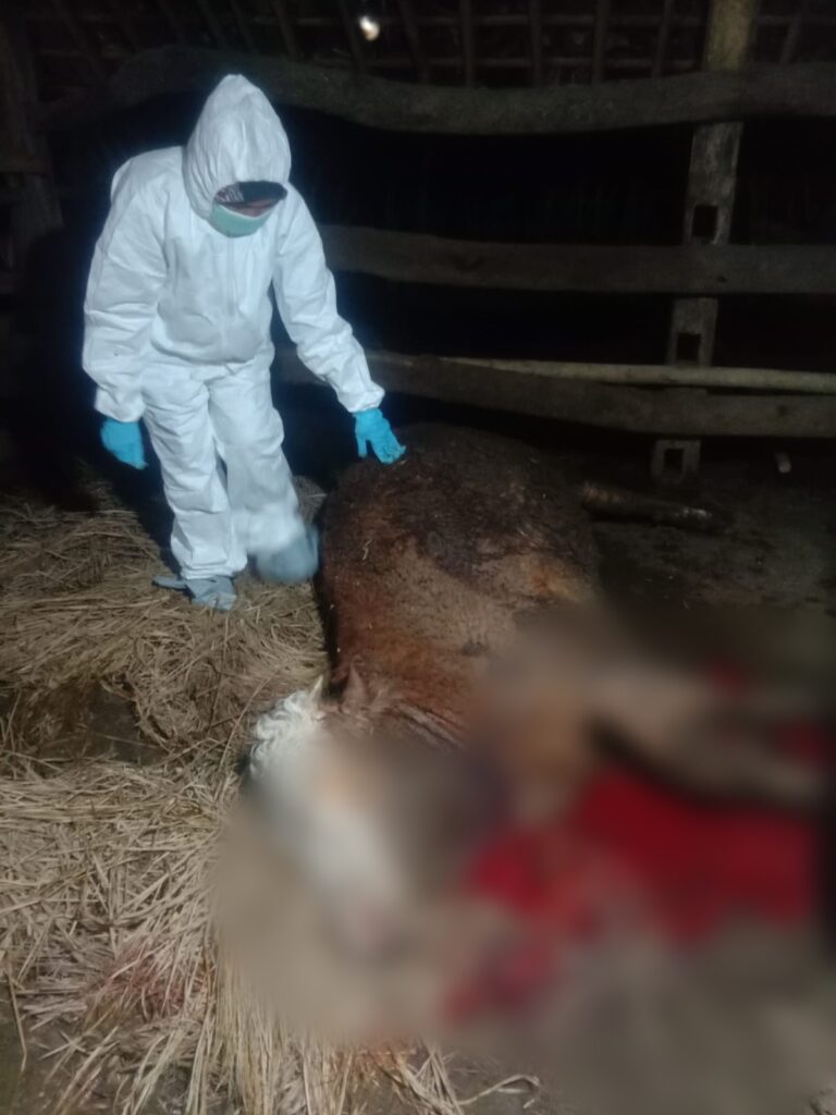 Sapi Mati Mendadak
