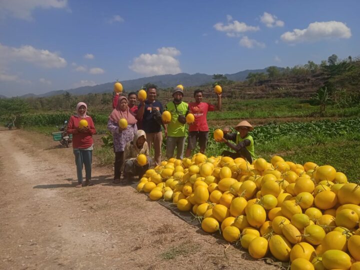 Petani Panen Melon
