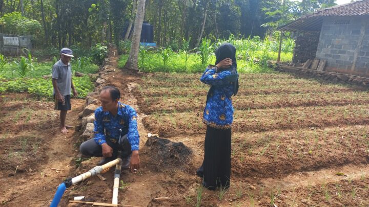 Petani Bawang Memanfaatkan Pekarangan