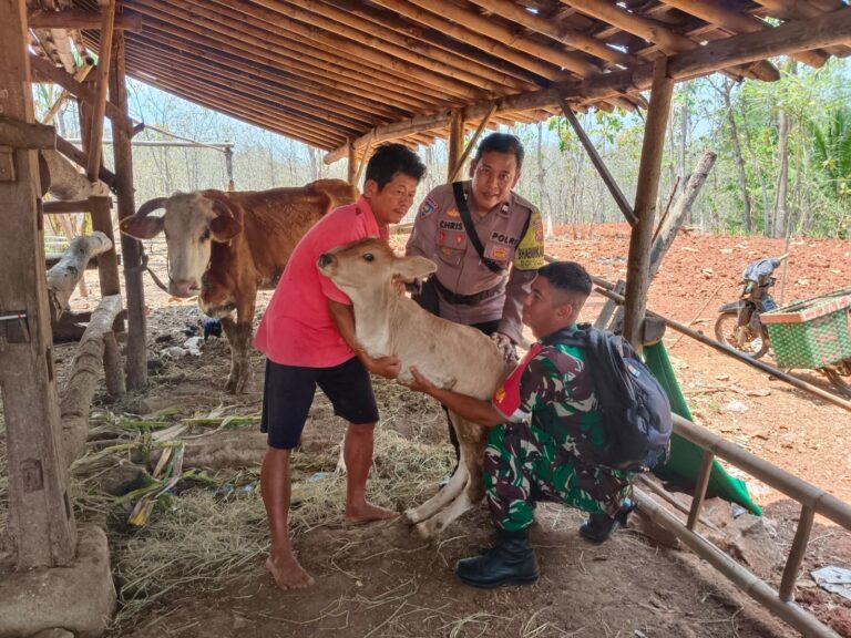Sapi Unik Sejak Lahir Berkaki Dua