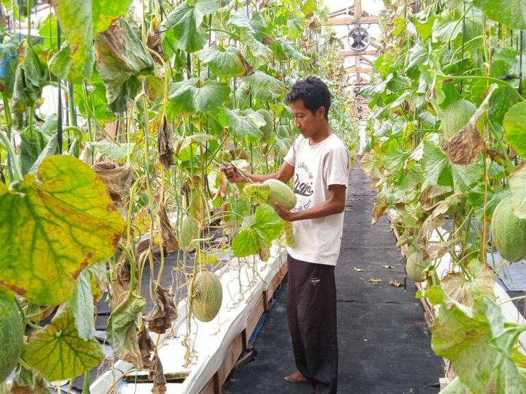 Budidaya Melon