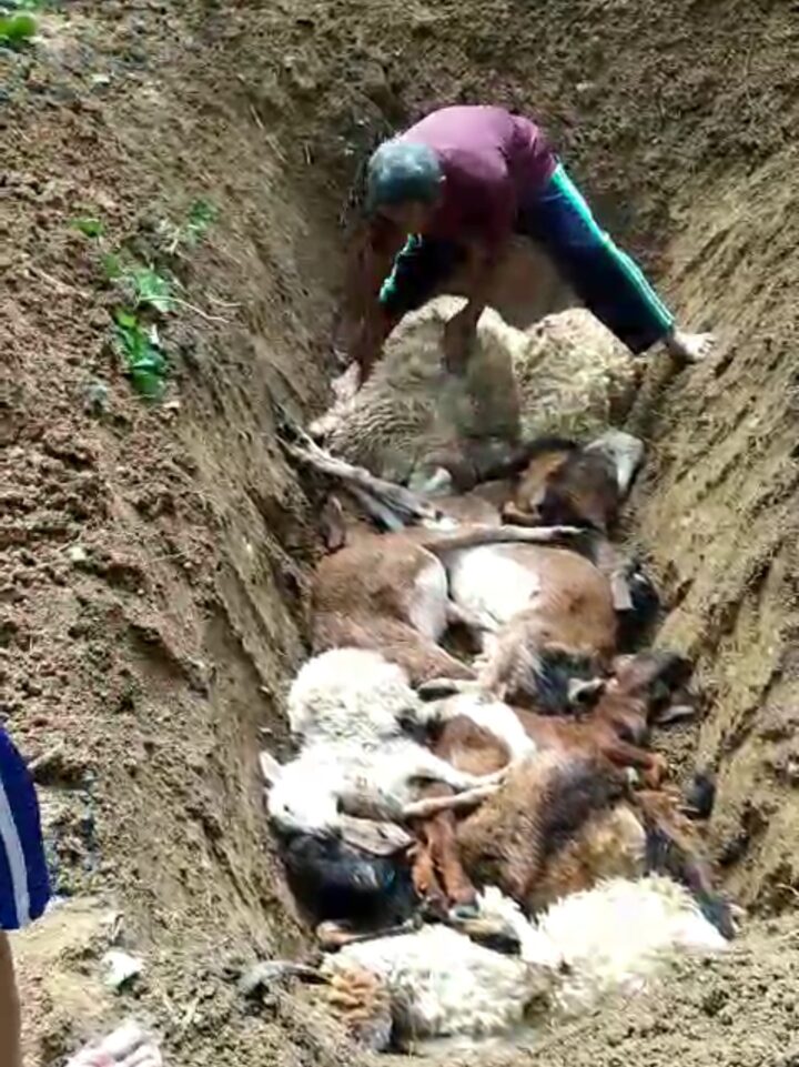 Kondisi Kambing Mati Dikubur
