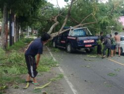 Mobil Tagana Tertimpa Pohon Tumbang