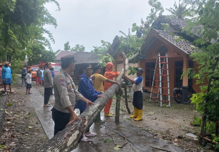 Pohon Tumbang Dampak Bencana Hidrometeorologi