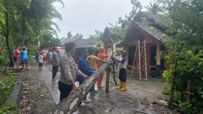 Pohon Tumbang Dampak Bencana Hidrometeorologi