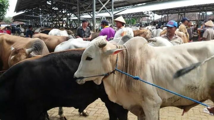 Hewan Qurban